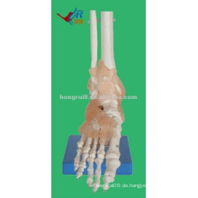 HR-113A Life-Size-Mensch-Fuß-Modell mit Bändern Modell